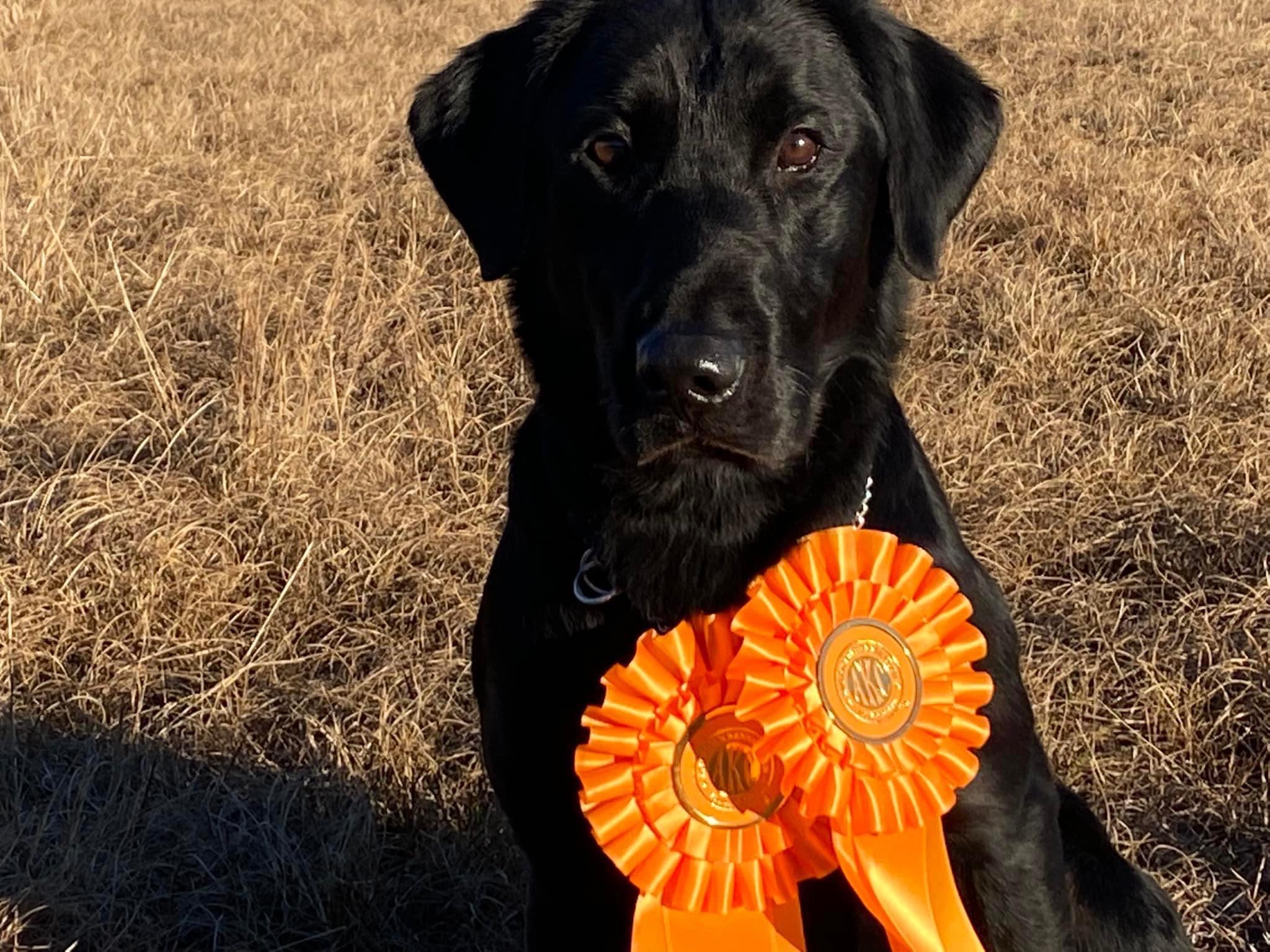 Off Duty Angler JH | Black Labrador Retriver