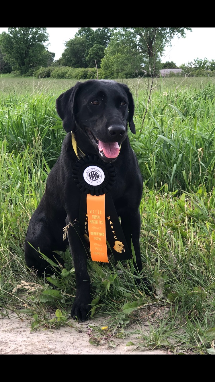 HRCH Murray's Ghadar Loirg Jamis MH | Black Labrador Retriver