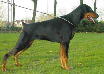 Ramonburg's Carrera | Black Doberman Pinscher