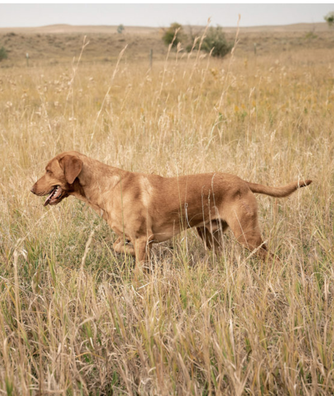 4X GMPR Jack's Rocky Mountain Rye | Yellow Labrador Retriver