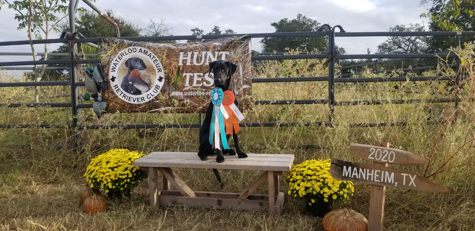 The Duke Of Dexter JH | Black Labrador Retriver