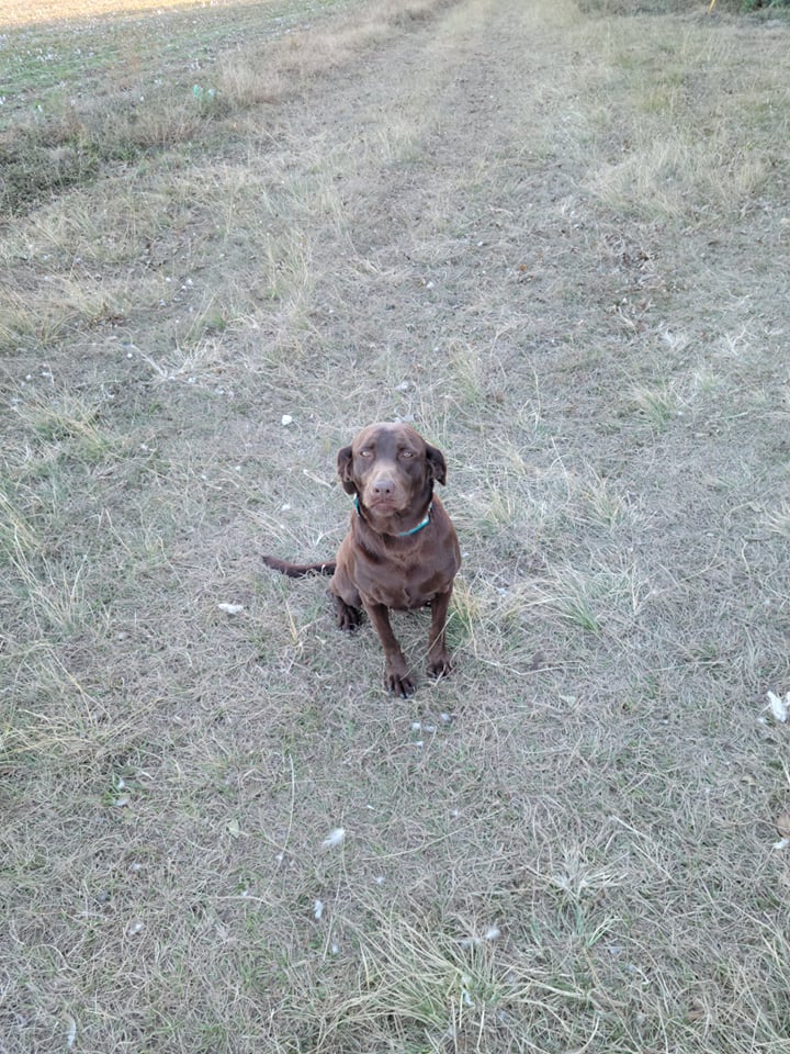 Godiva Georgia Belle Of Shiloh | Chocolate Labrador Retriver