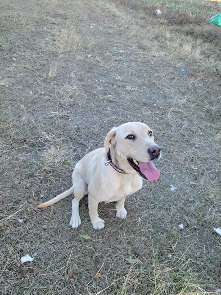 Susan's Stylish Kate | Yellow Labrador Retriver