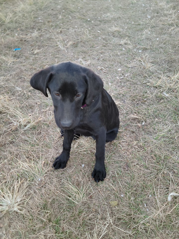 Moonlight's Lunar Eclipse | Black Labrador Retriver