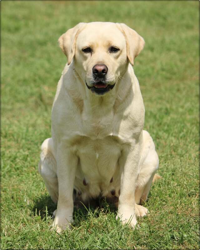 Longbranch Kizee | Yellow Labrador Retriver