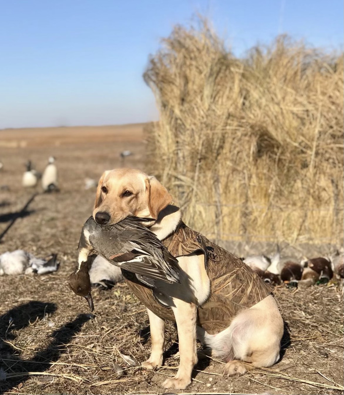 HRCH North Dakota Prairie Jewel MH | Yellow Labrador Retriver