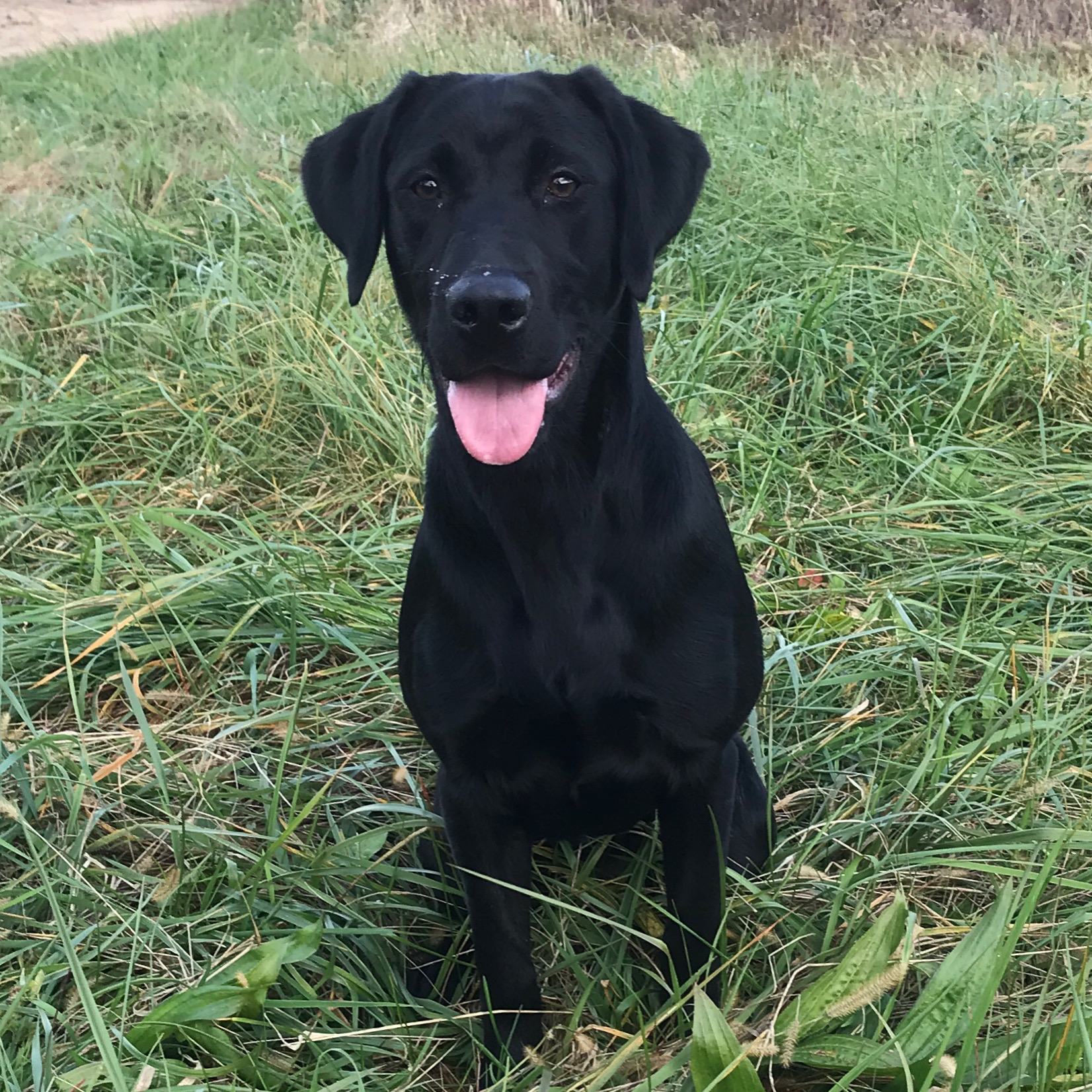 APR CG's Little Black Rock | Black Labrador Retriver