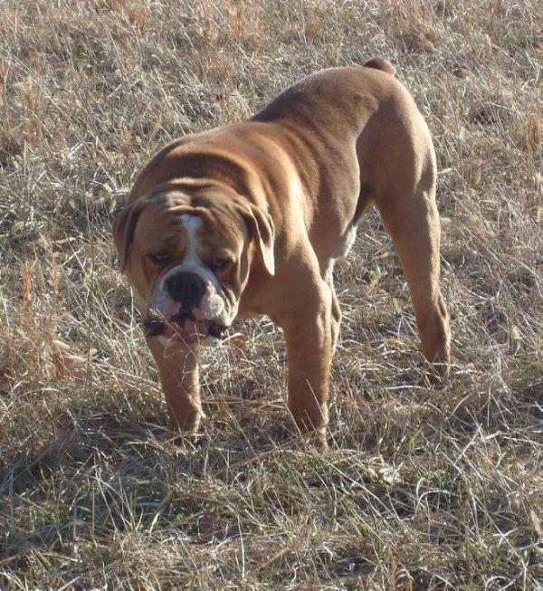 Bully Dawg's Brody | Olde English Bulldogge 