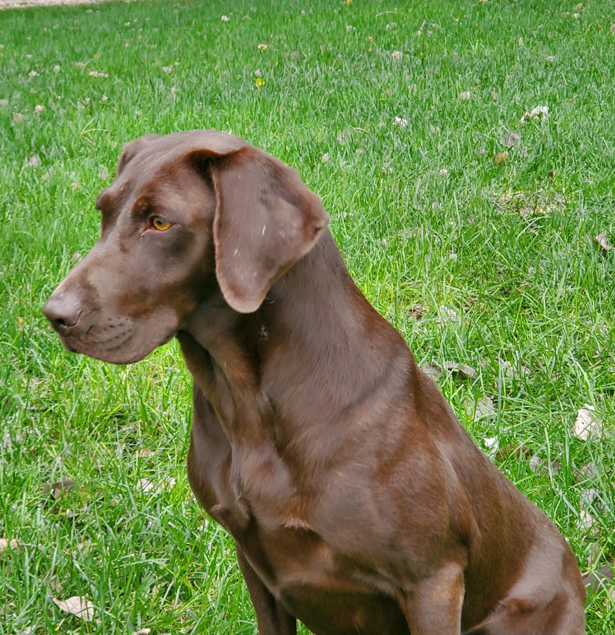 Fatcity's Tight Fittin Jeans | Chocolate Labrador Retriver