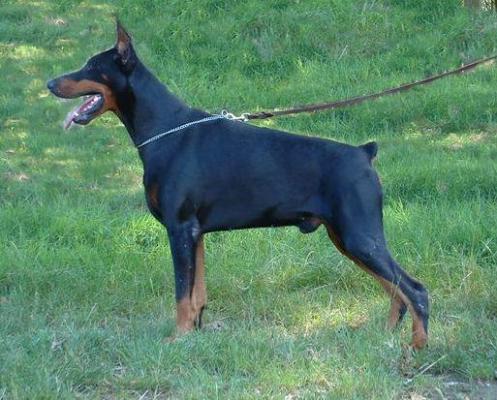 Nitro del Rio Bianco | Black Doberman Pinscher