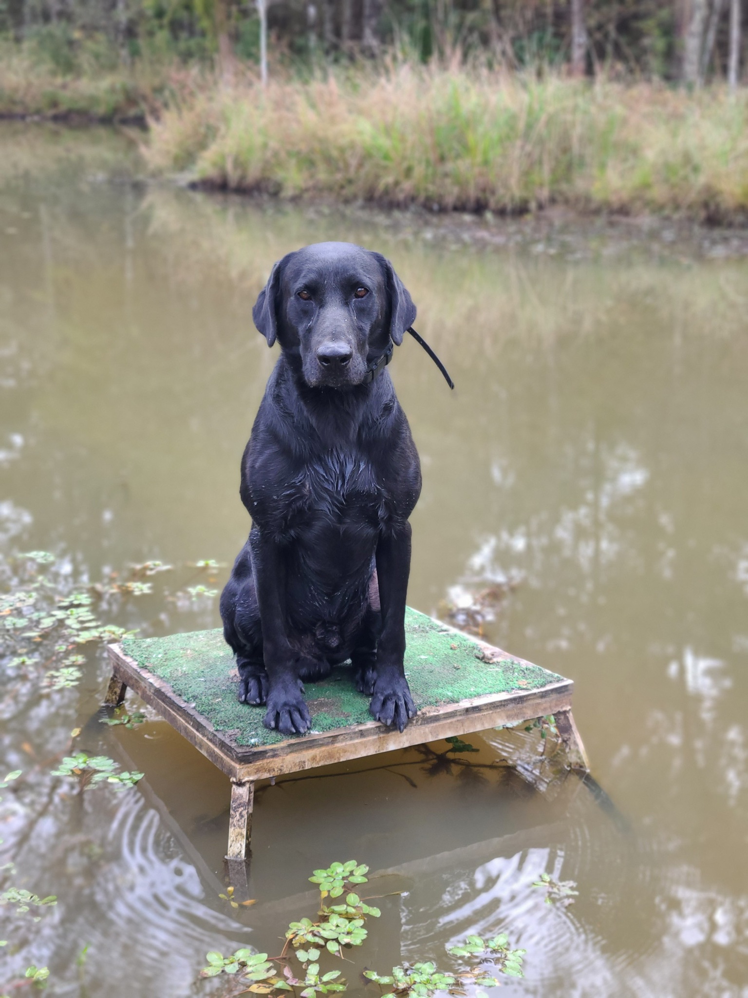 HRCH Gunner Hughes | Black Labrador Retriver