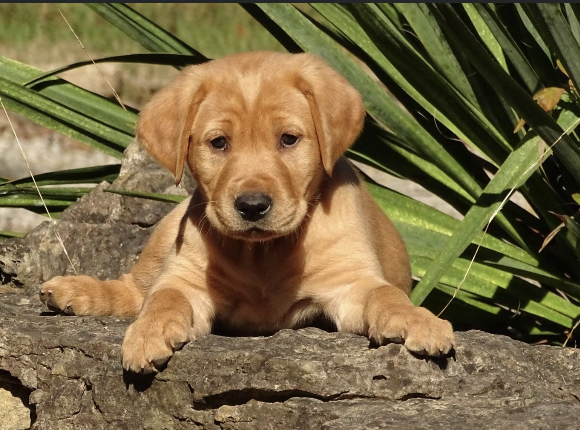 Breeze Hill’s Derringer | Yellow Labrador Retriver