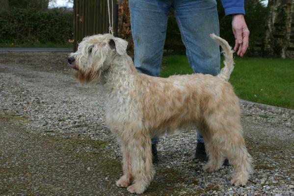 Hobel Visions | Soft Coated Wheaten Terrier 