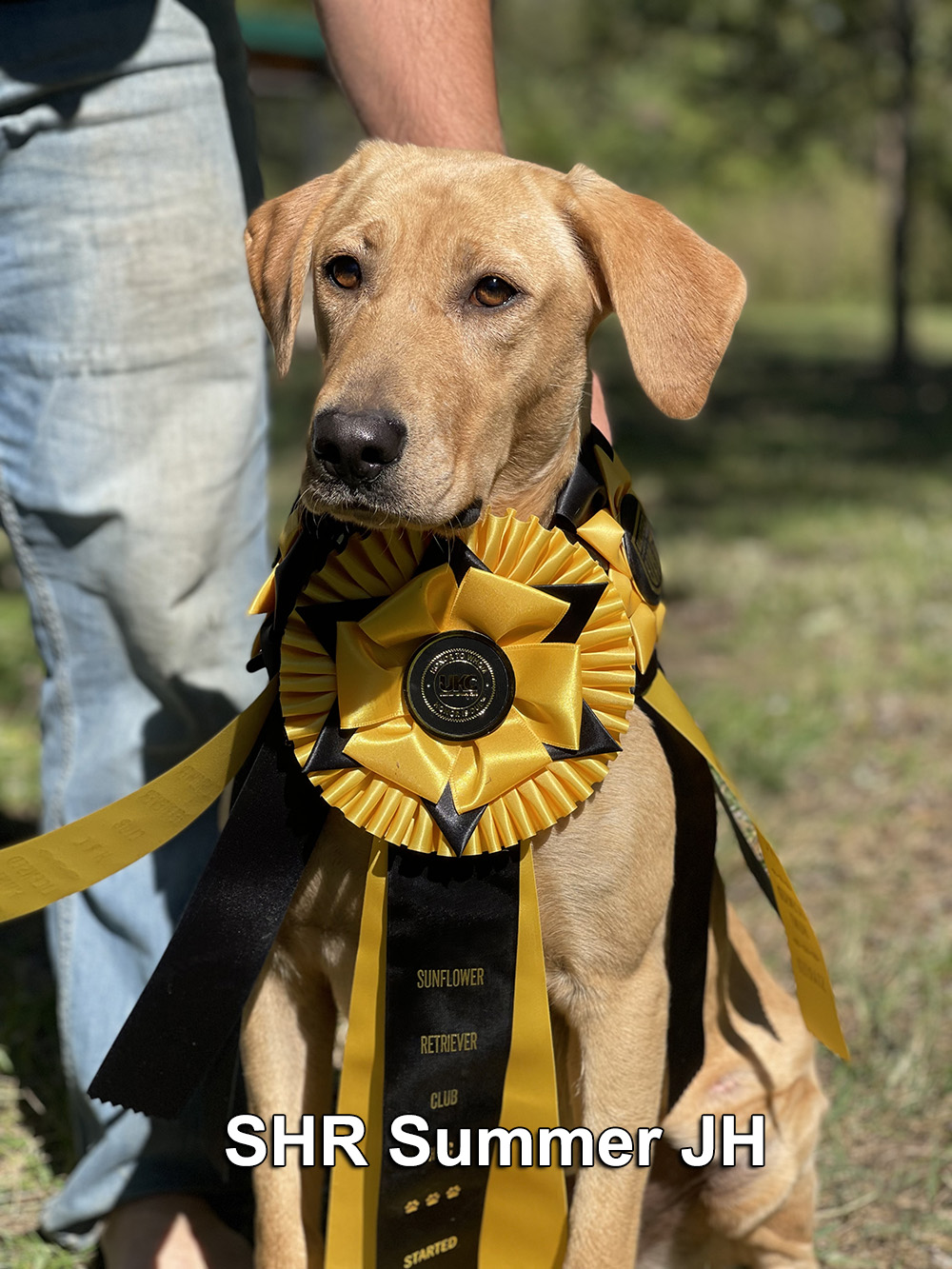 SHR 3 Ring Summer Solstice JH | Yellow Labrador Retriver