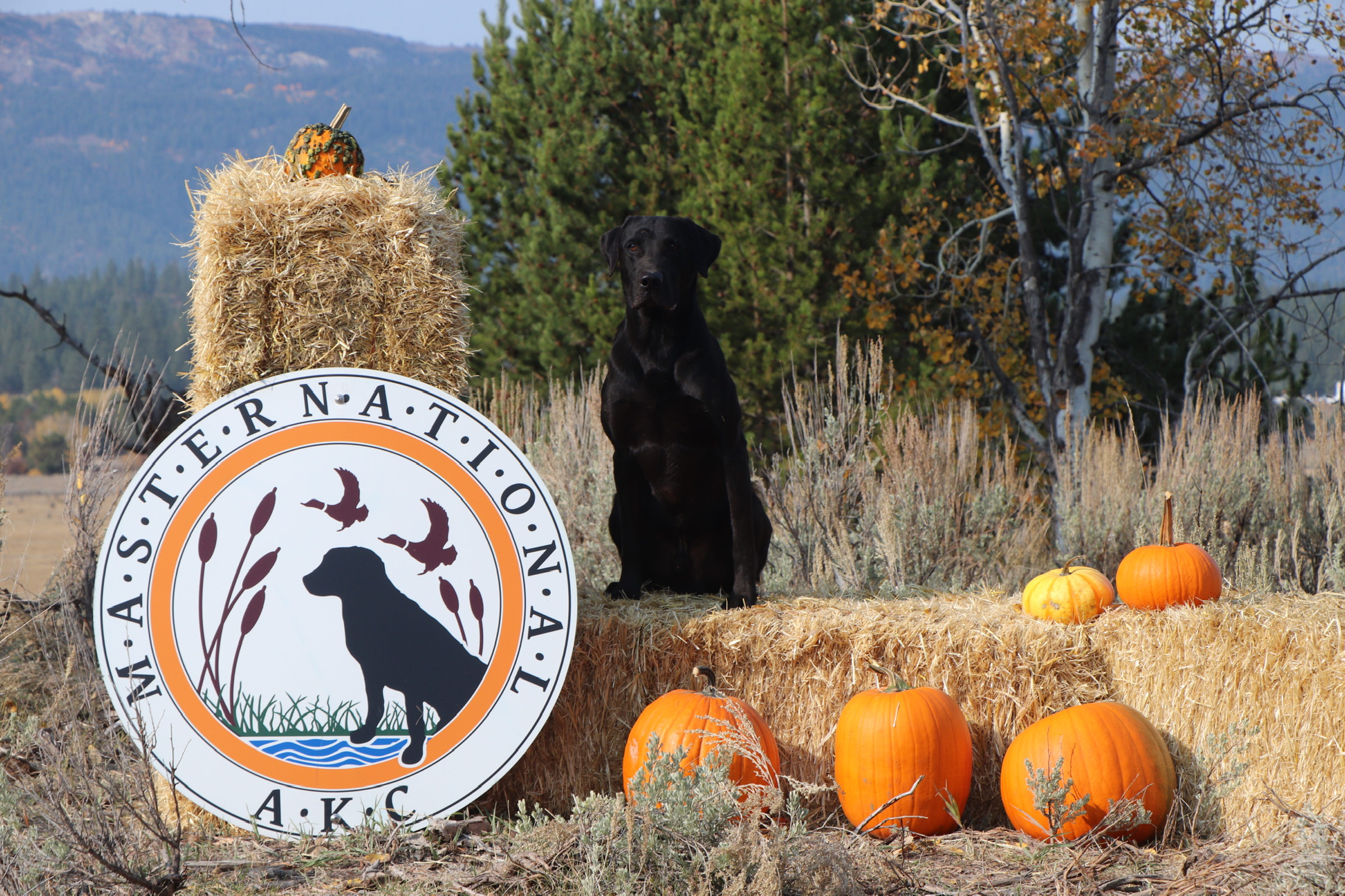 HRCH Sunny Dawn's Starlight Shadow MH | Black Labrador Retriver