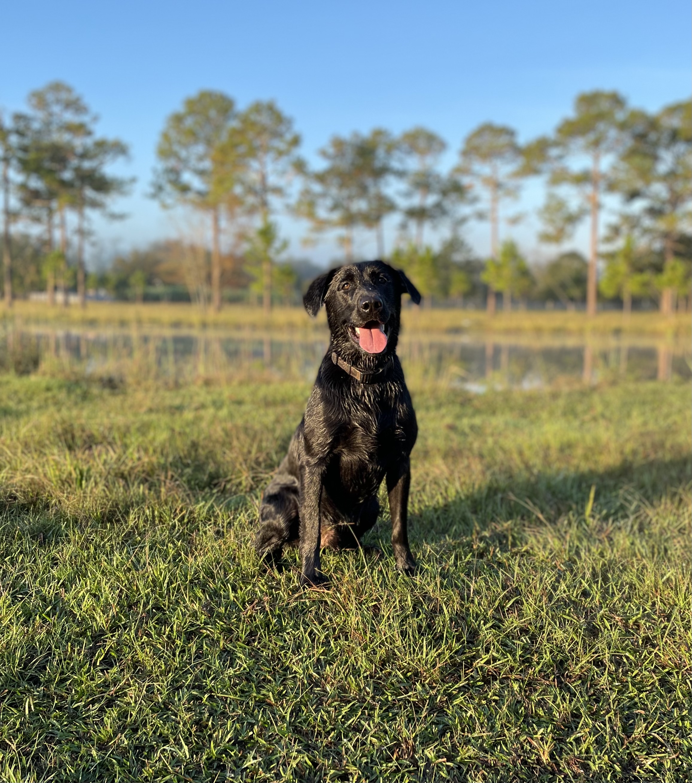 Knucklehead’s Top Gun Goose | Black Labrador Retriver