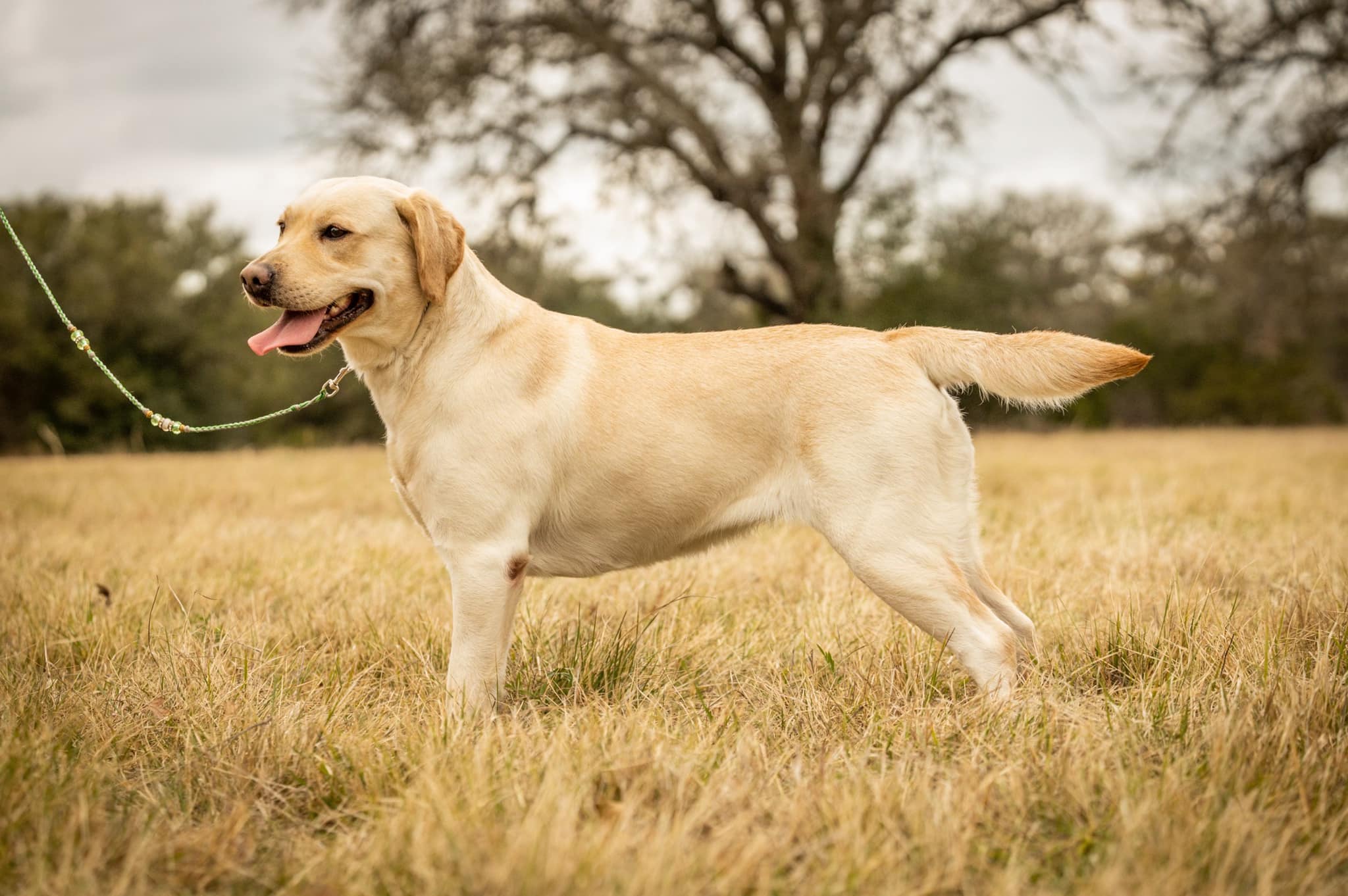 Legend's Lightning Lady JH | Yellow Labrador Retriver