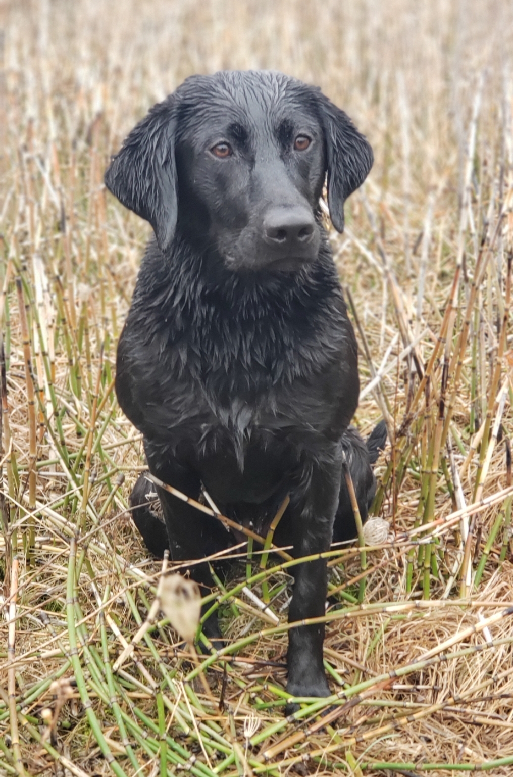 Hcr Grade A Black Ice Meika Mia Tia | Black Labrador Retriver