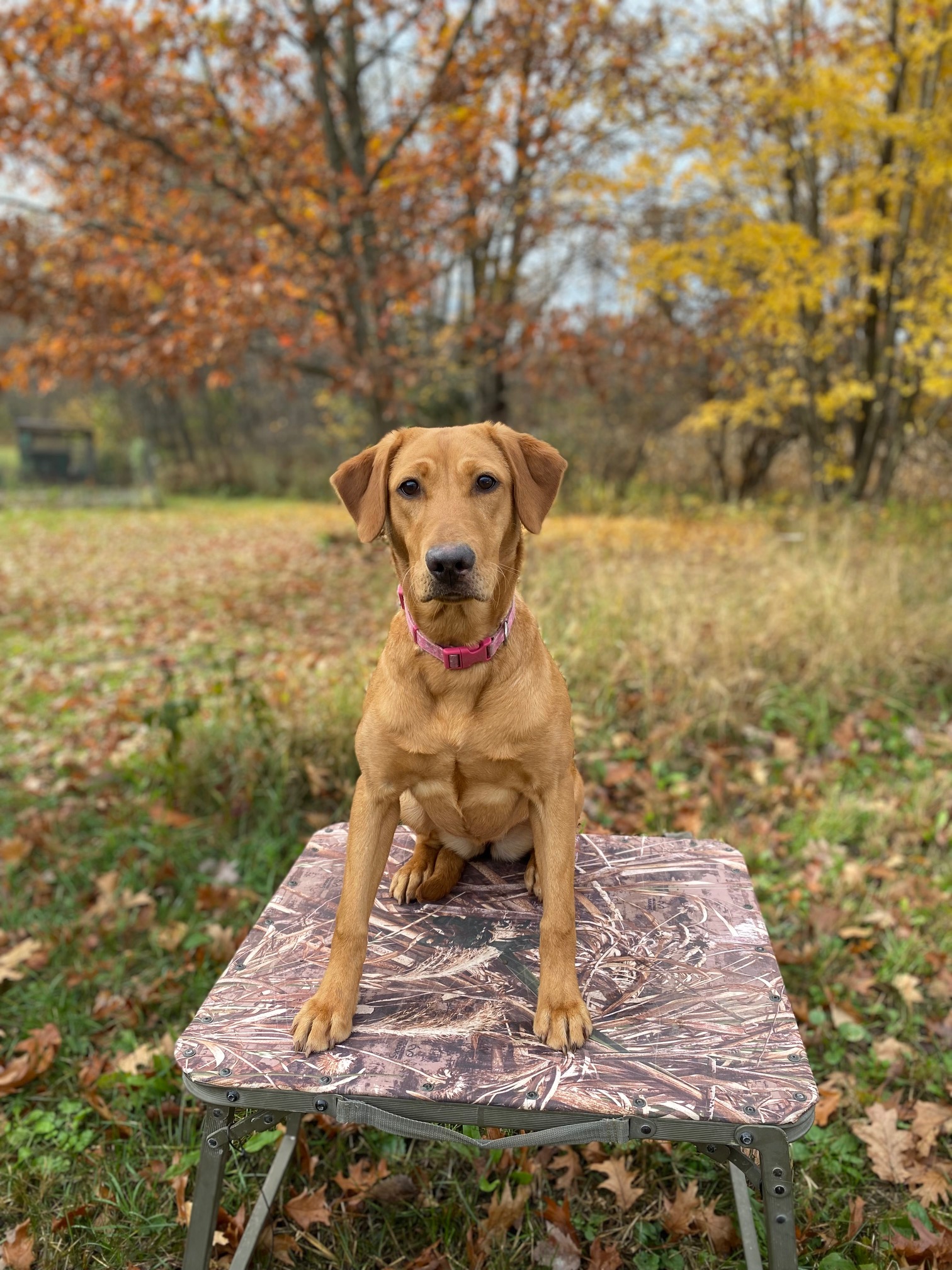 Cooperstown's The Beast | Yellow Labrador Retriver