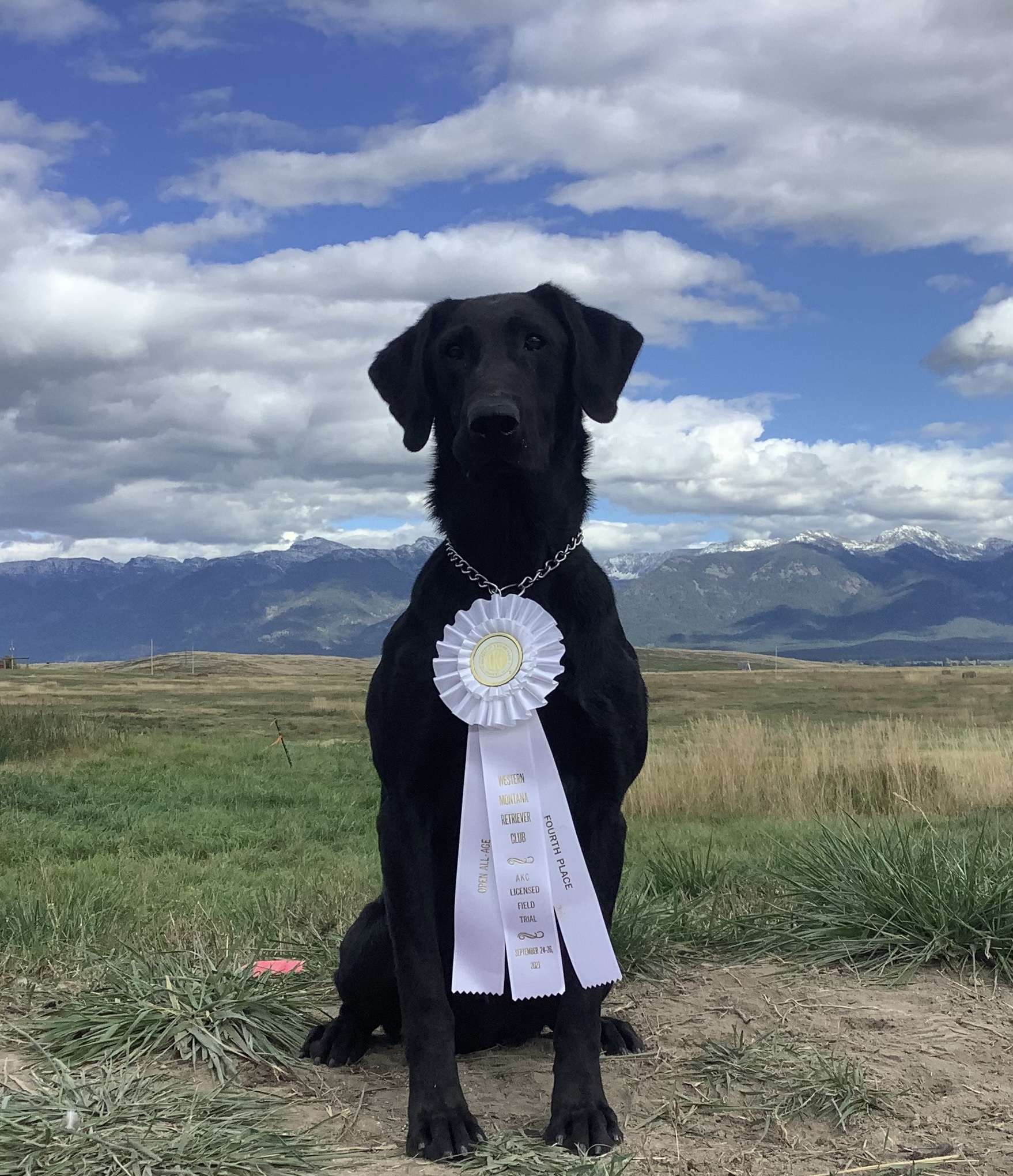 Contender’s Highway Man QA2 | Black Labrador Retriver