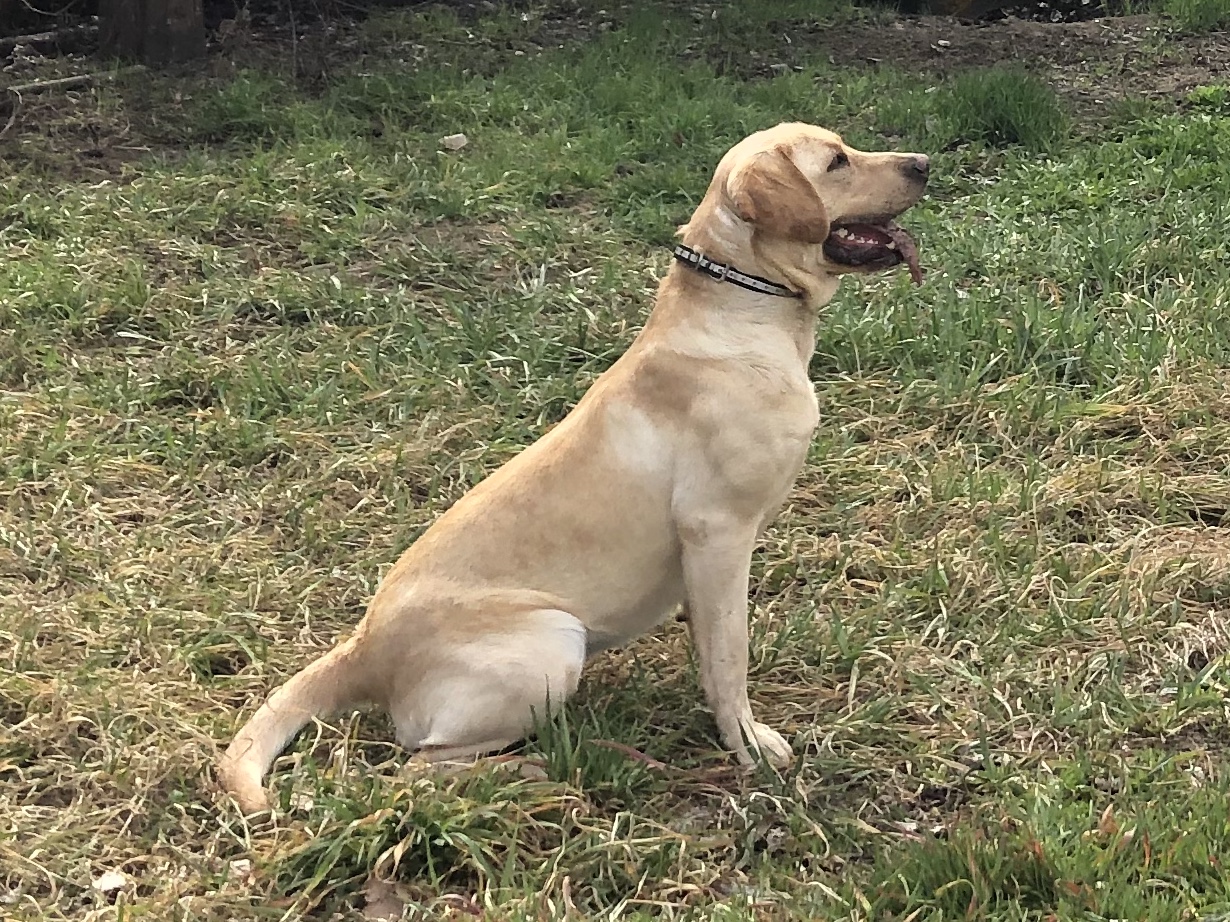 Lovely Penny Jean | Yellow Labrador Retriver