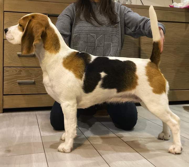 EVALUX CAROUSEL | Beagle 