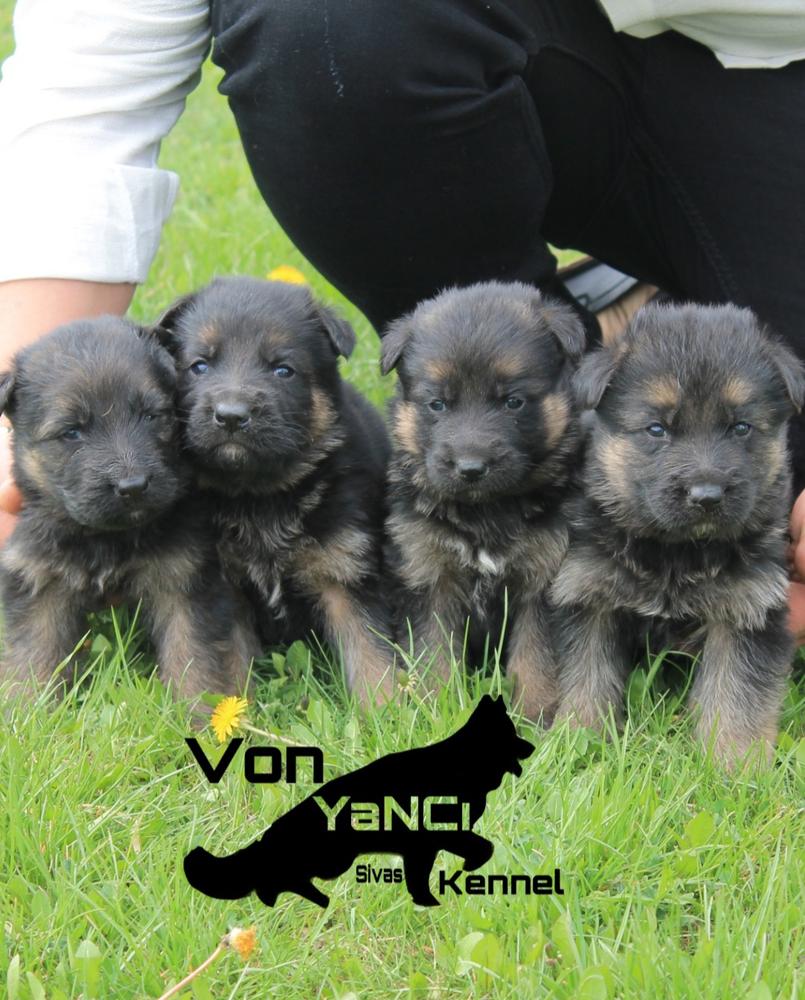 Alexx von yanci kennel | German Shepherd Dog 
