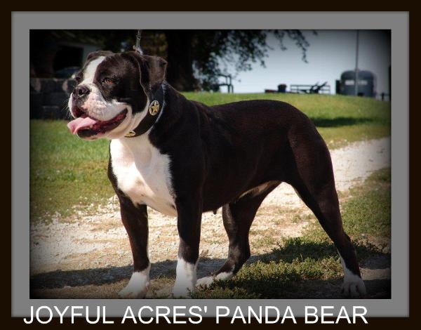 Joyful Acres Panda Bear | Olde English Bulldogge 