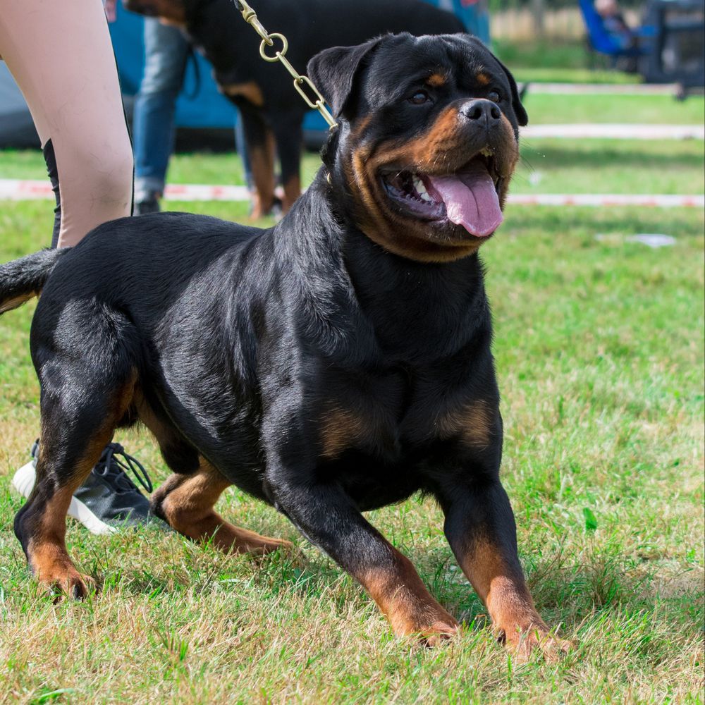 Brabus vom Tannenfeld | Rottweiler 