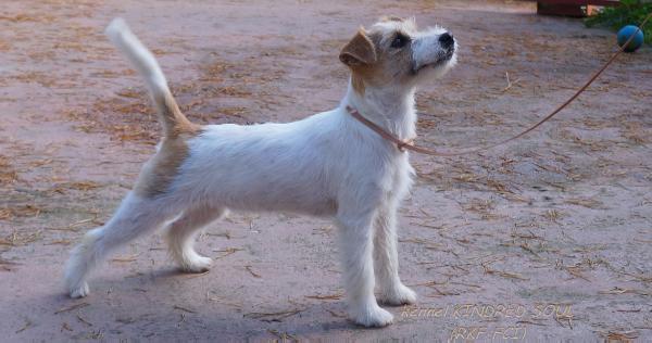 Kindred Soul Gathers Honey | Jack Russell Terrier 