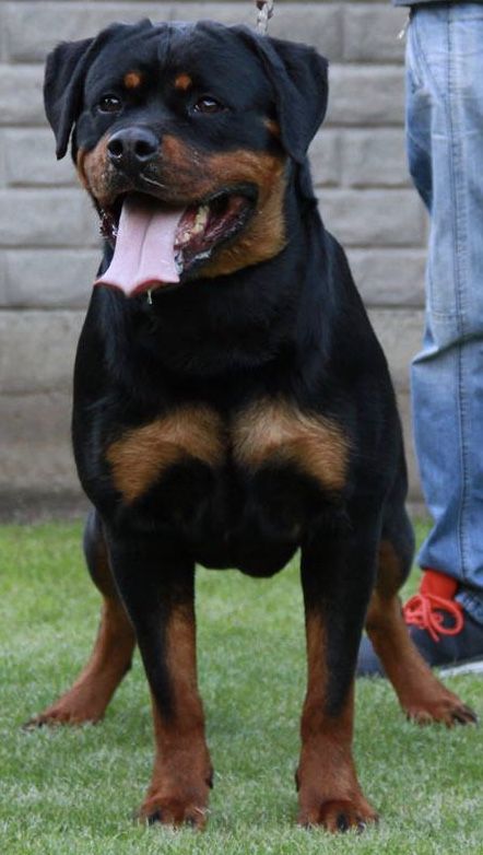 Venga von Ivan Hause | Rottweiler 