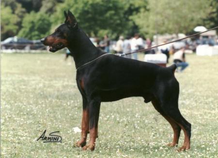 Nilo del Rio Bianco | Black Doberman Pinscher