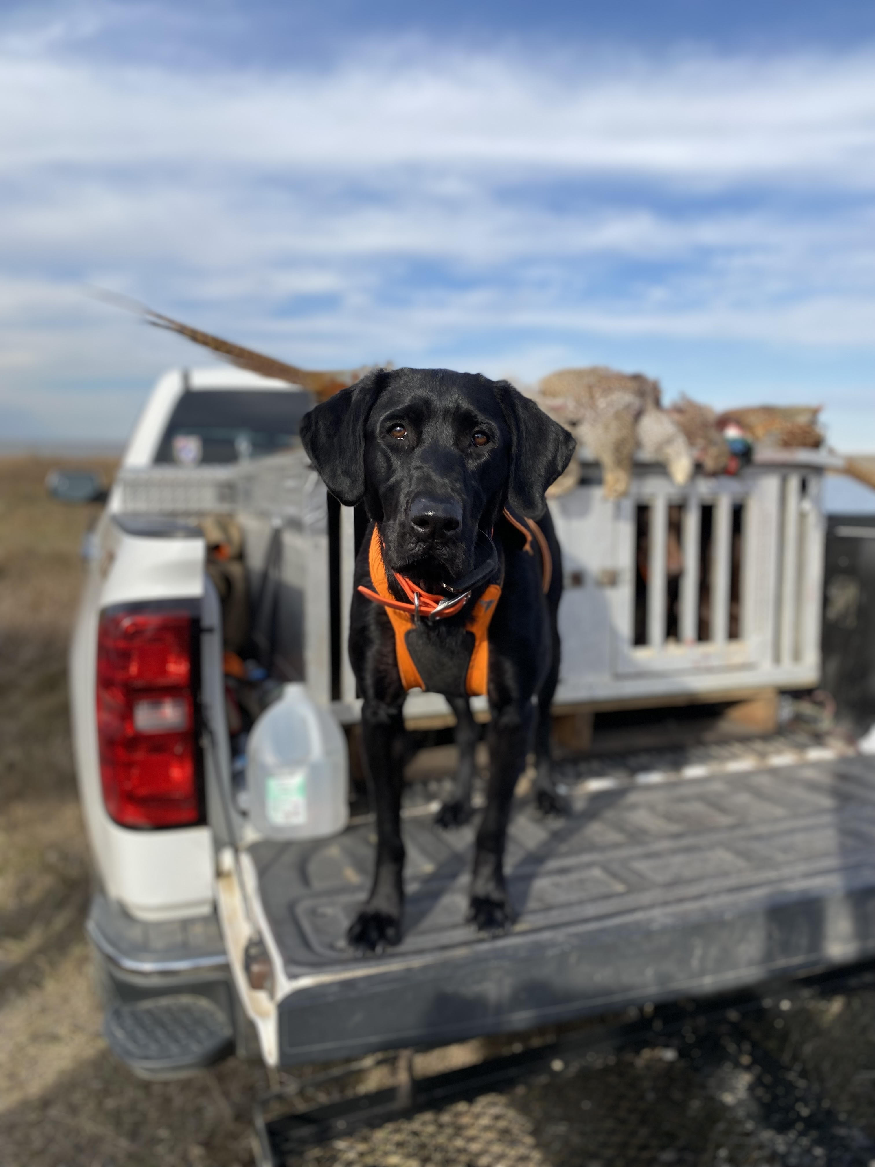 Pamlico's Send It Stella  SH | Black Labrador Retriver