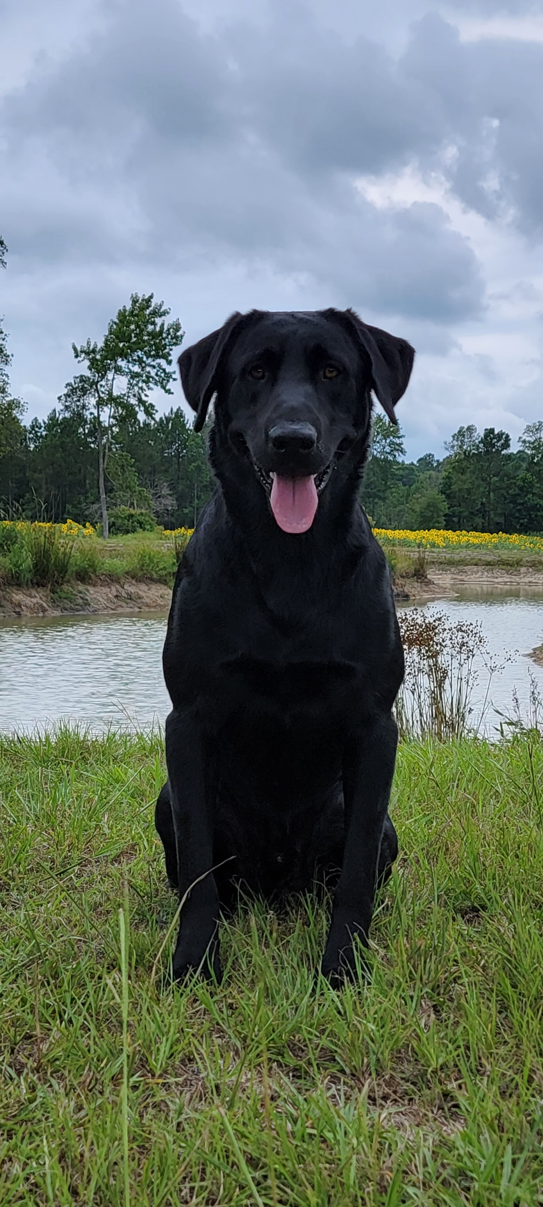 Hc's Double Shot Of Black Label | Black Labrador Retriver