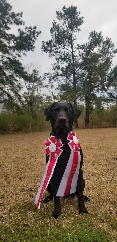 HRCH Bombs Away Guinness MH | Black Labrador Retriver