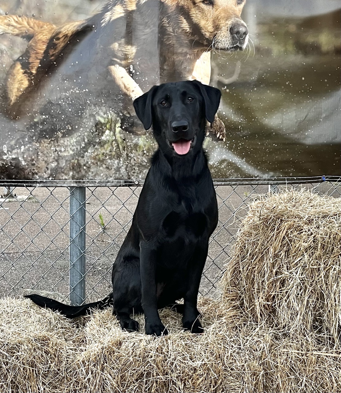 B Side Blues | Black Labrador Retriver