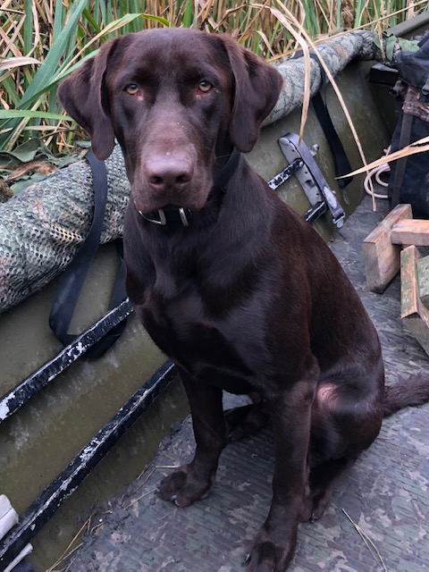 Black Castle’s Gambling Jester JH | Chocolate Labrador Retriver