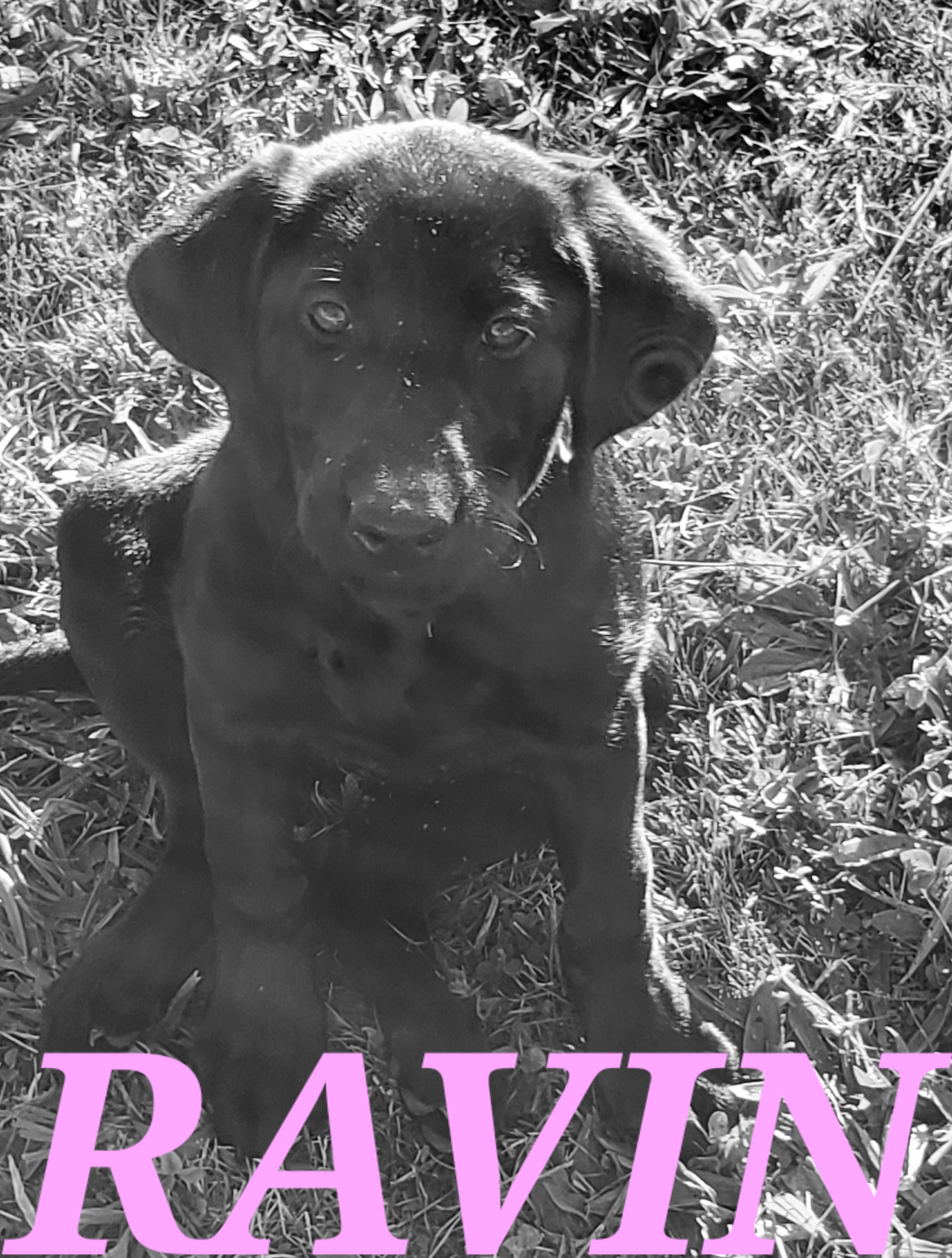 Durb's Triple R Midnight Ravin | Black Labrador Retriver