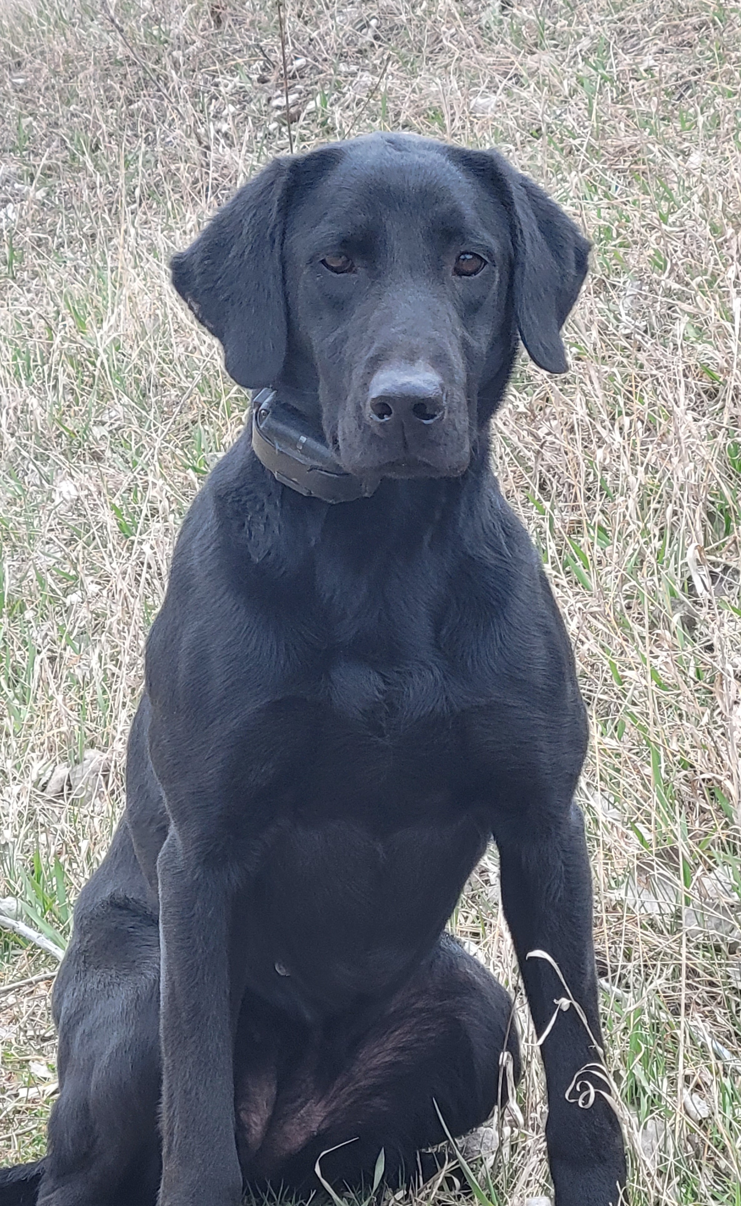 HRCH UH Kingseeds I Can Only Imagine | Black Labrador Retriver