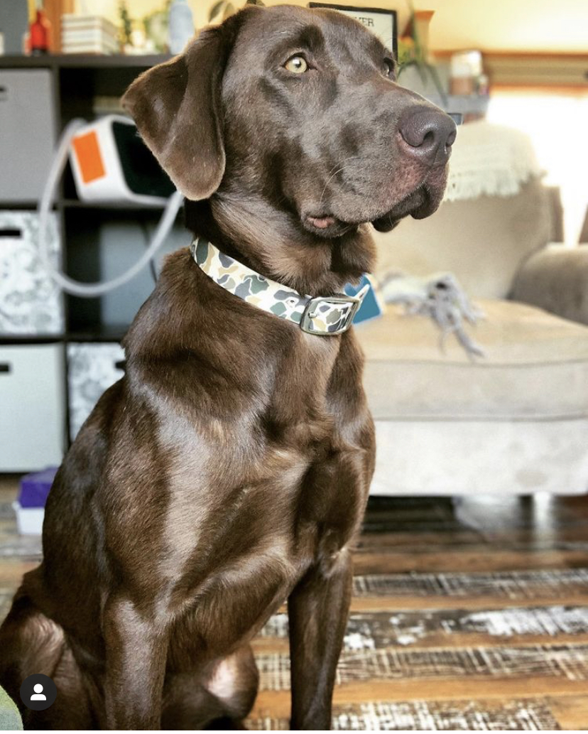 SHR Torg's Cheap Date 'natty' | Chocolate Labrador Retriver