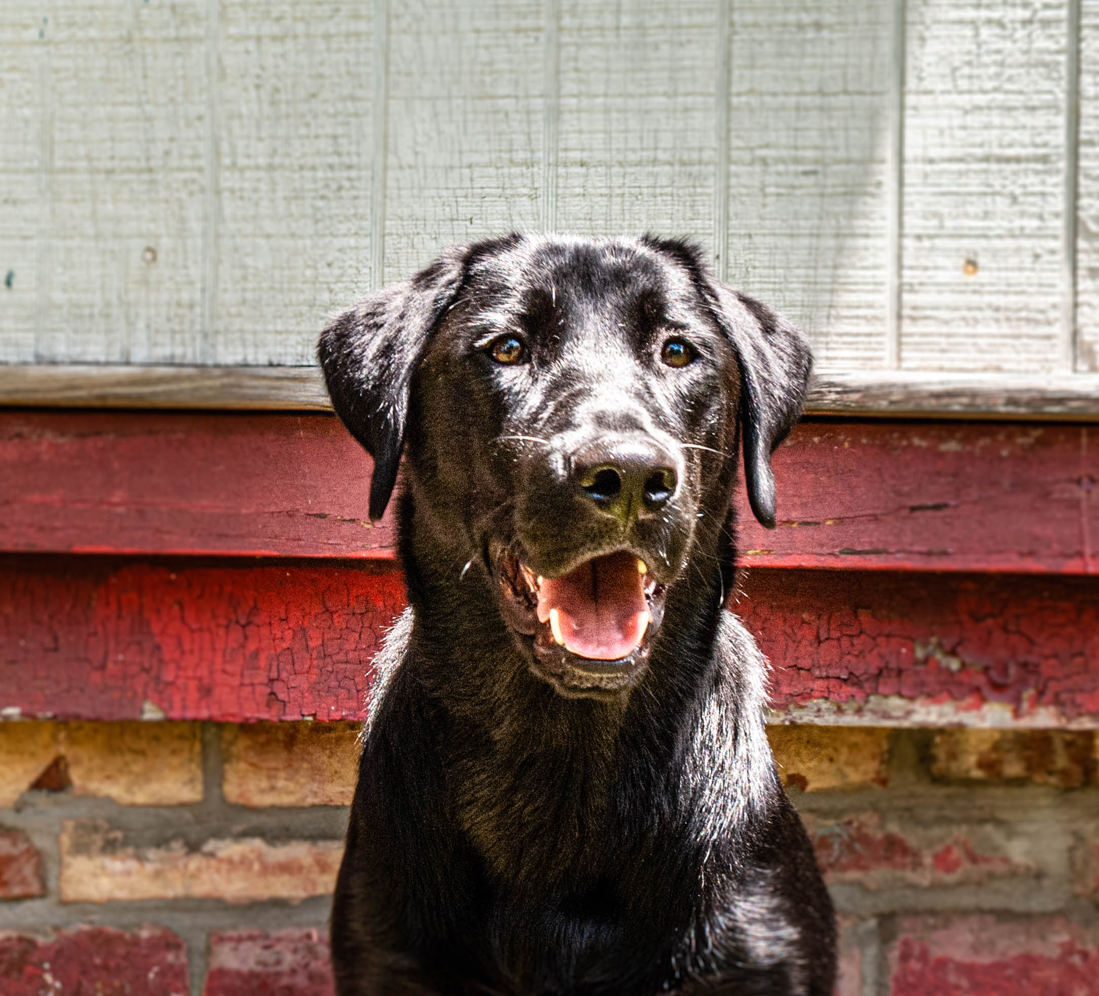 Moses Parted The Red Sea | Black Labrador Retriver