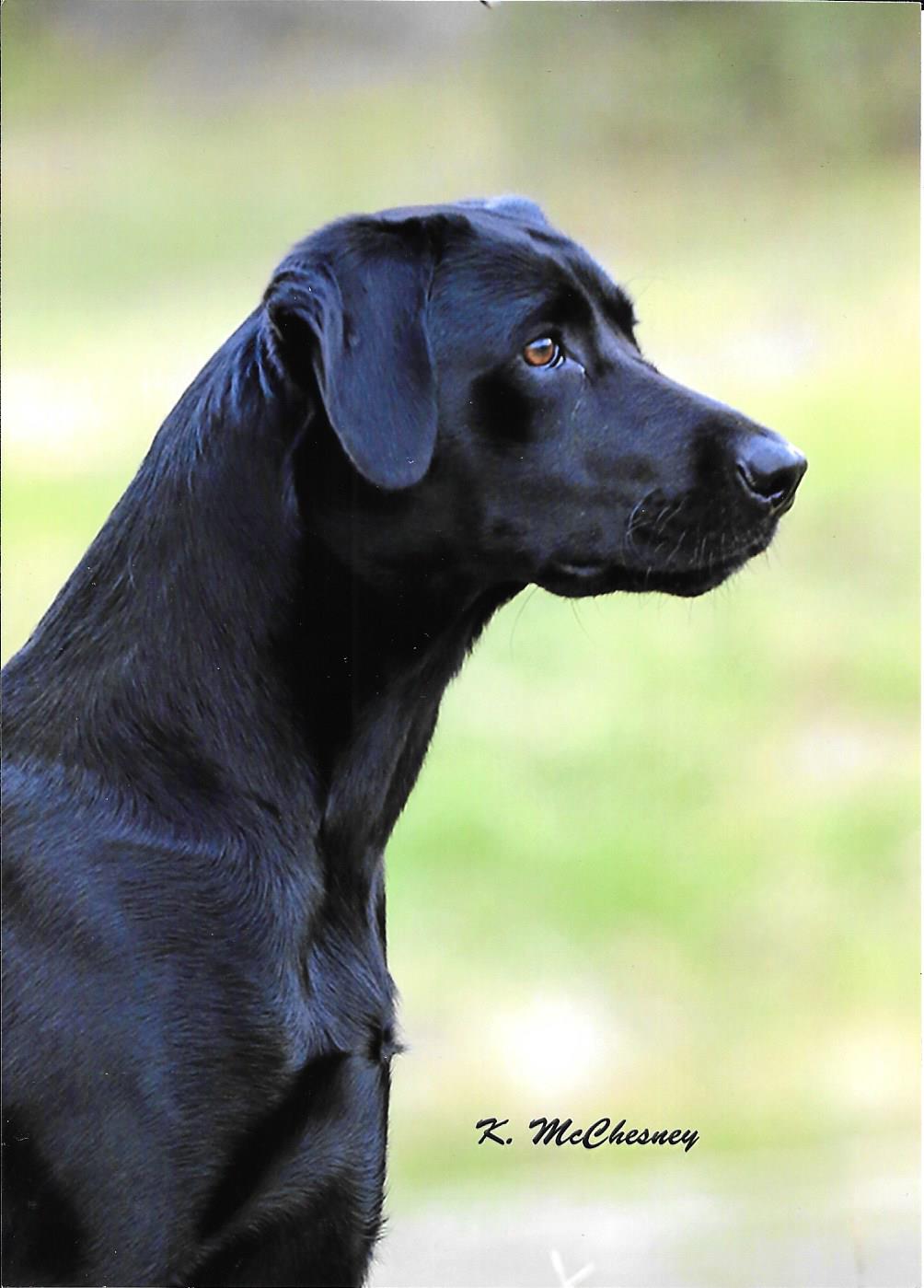 Goodtime Diamond Lil MH | Black Labrador Retriver