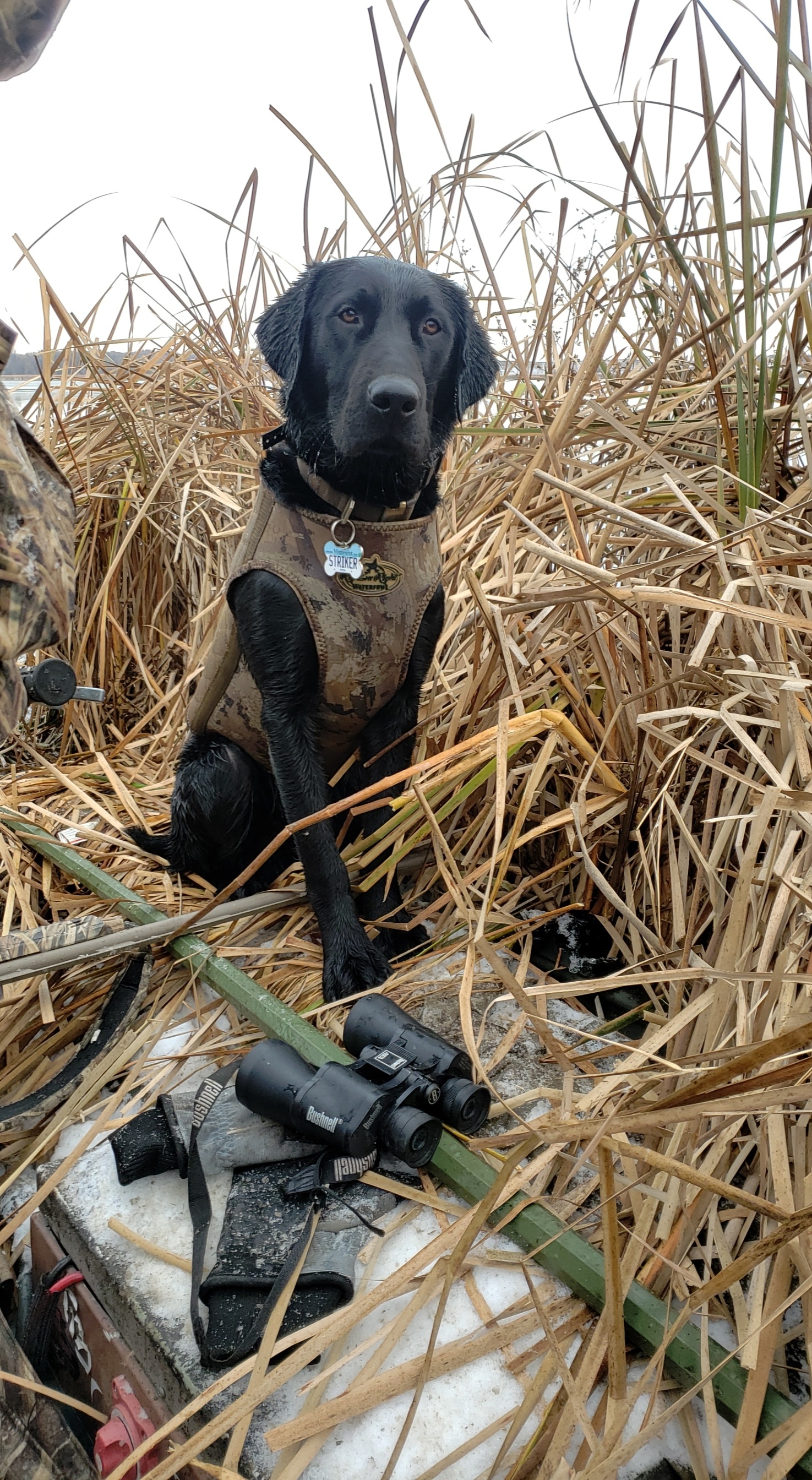 Striker Remi Doran | Black Labrador Retriver