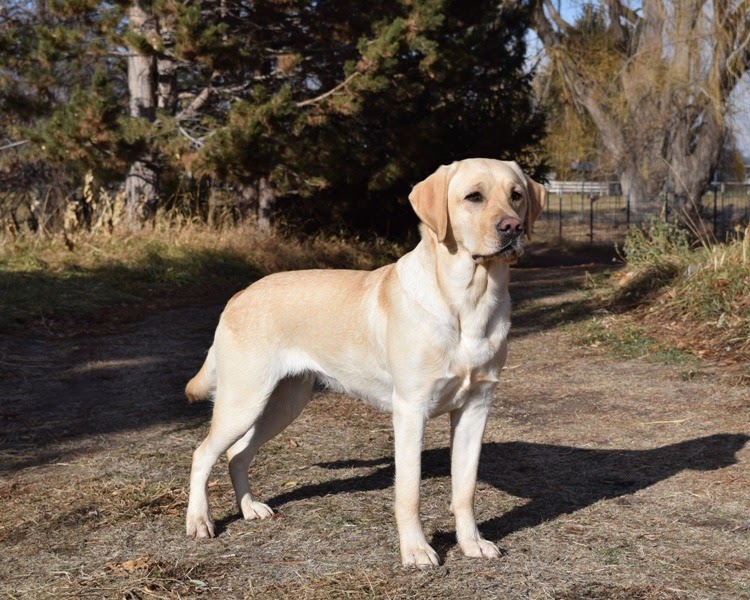 U-GRCH Windycanyon's Northern Lights CD BN JH | Yellow Labrador Retriver