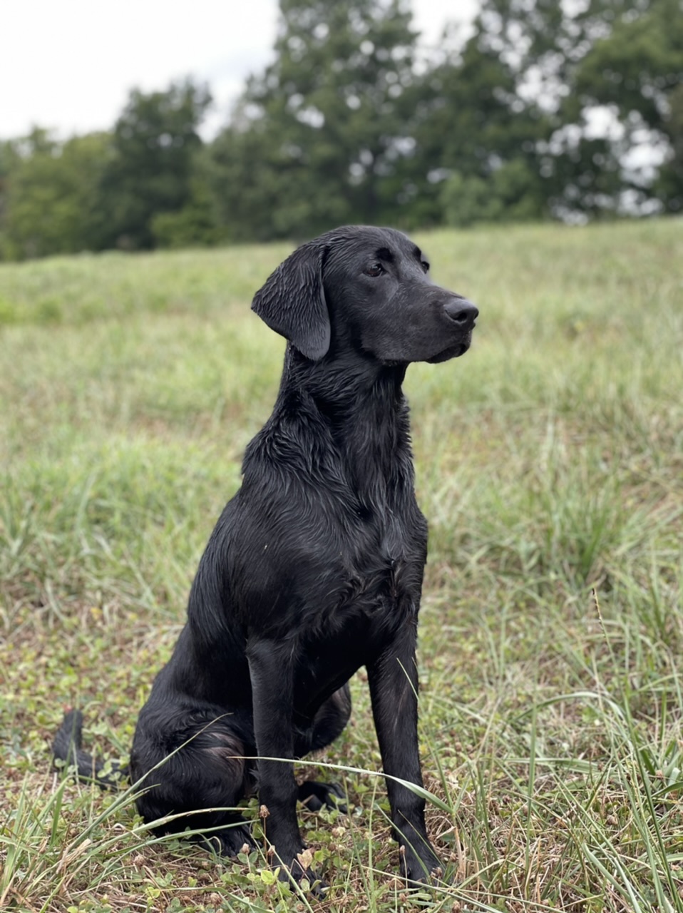 HR Branchwaters Little Miss Rose | Black Labrador Retriver