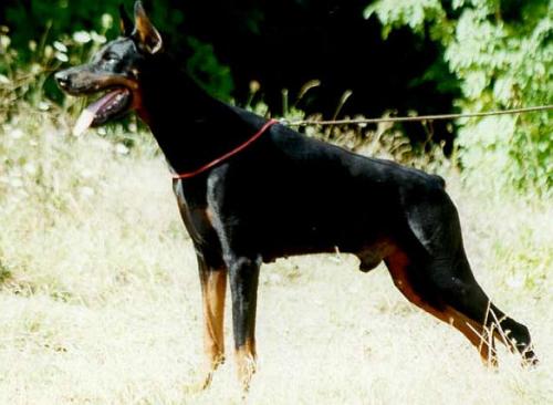 Nero del Diamante Nero | Black Doberman Pinscher