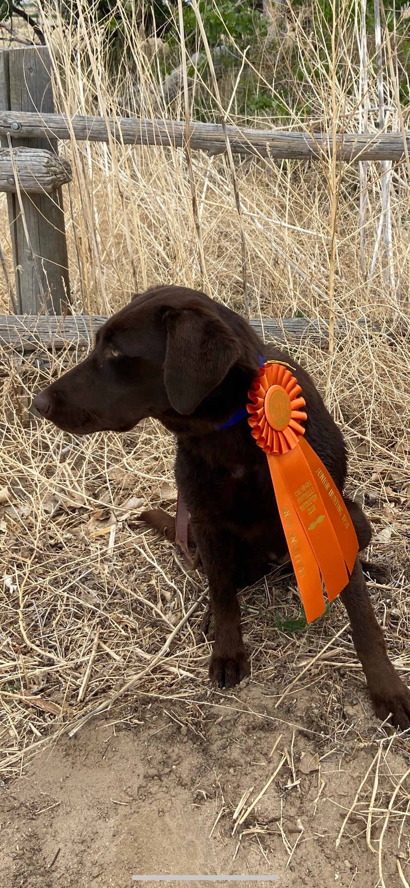 KutFeather’s Copper Stained BB | Chocolate Labrador Retriver