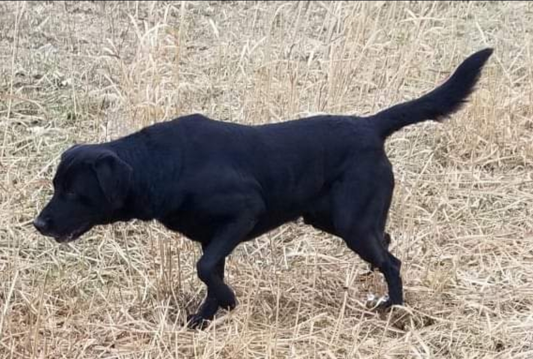 Duck Down Granson Splash | Black Labrador Retriver