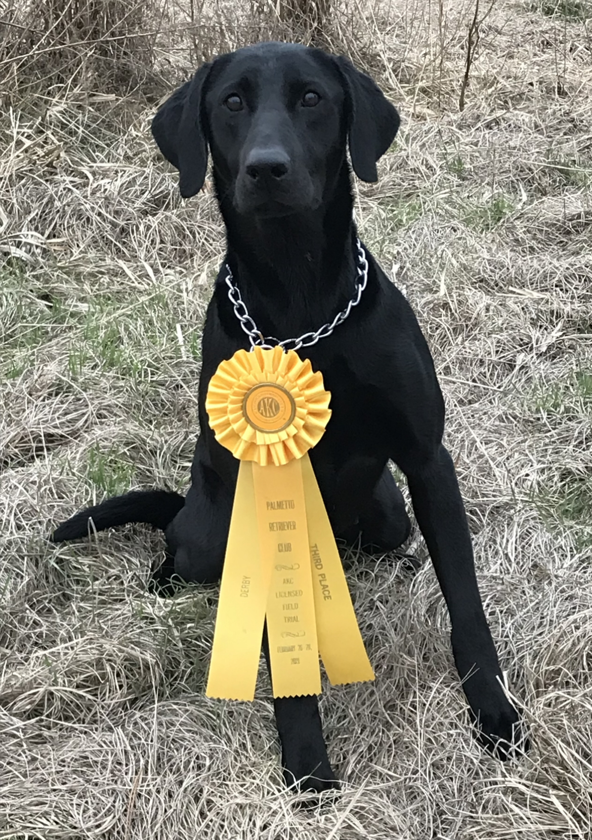 Highseas Sailors Delight | Black Labrador Retriver