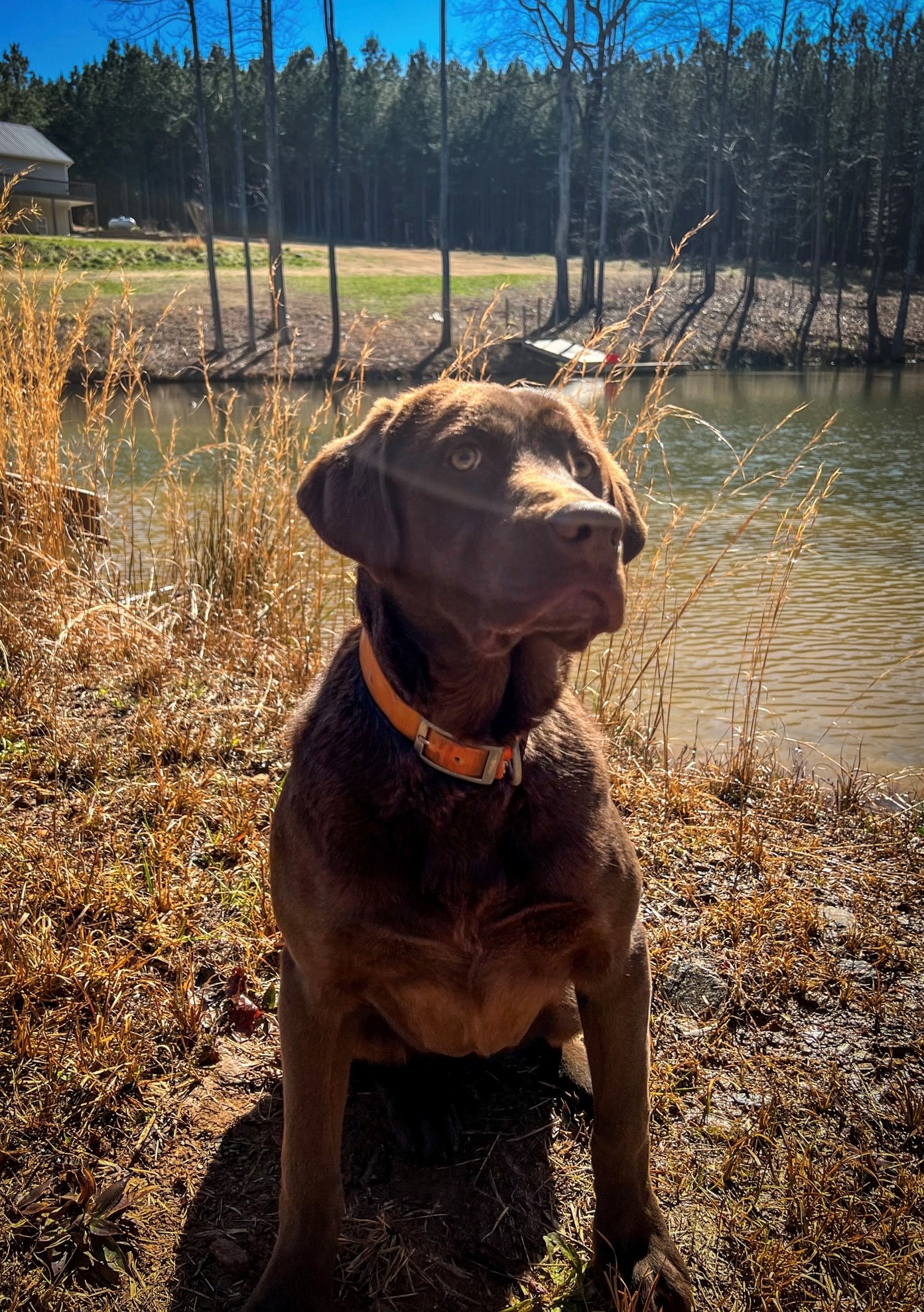 Pride Of Dixie Sweet Home Alabama Reese | Chocolate Labrador Retriver